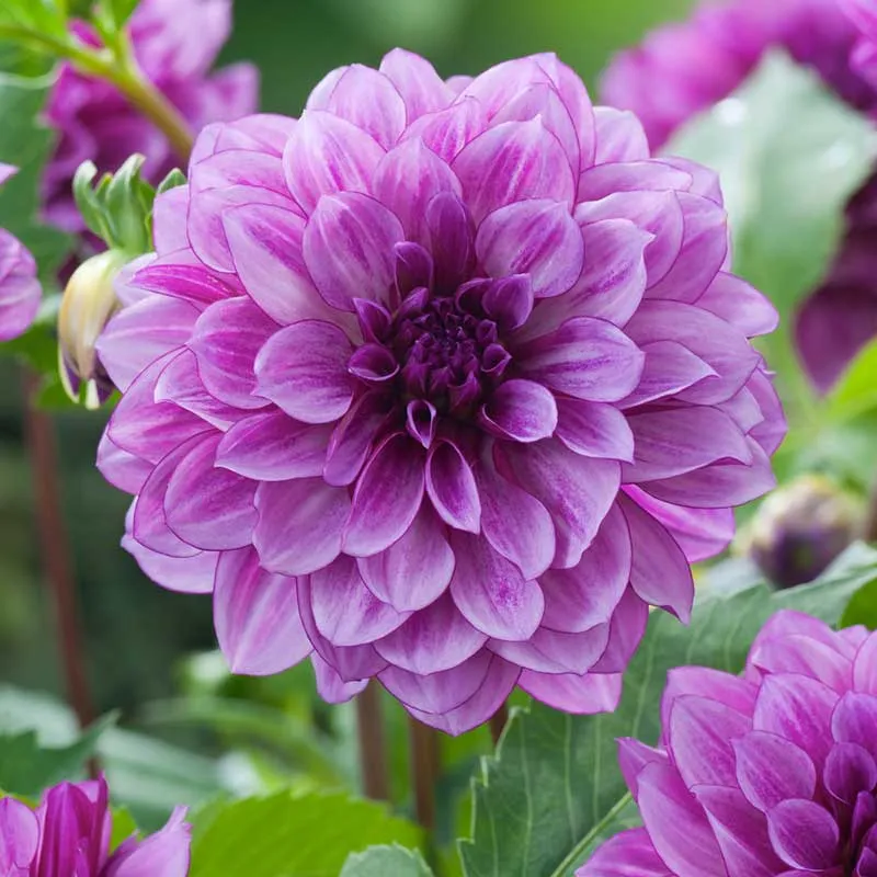 Blue Bell Decorative Dahlia Tubers - Spring Planting Garden Flower Bulbs