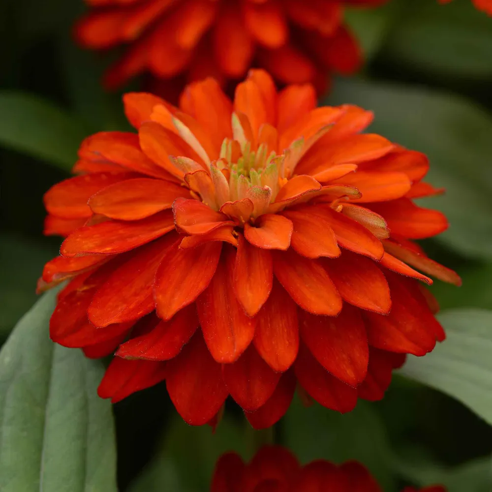 VEGSOW Double Zahara Fire Zinnia Seeds - Vibrant Annual Flower Seeds for Garden Landscapes