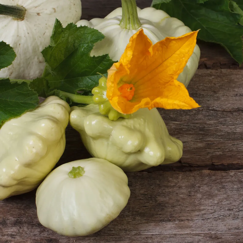 VEGSOW Scallop Summer Squash Seeds - Heirloom Patty Pan Variety