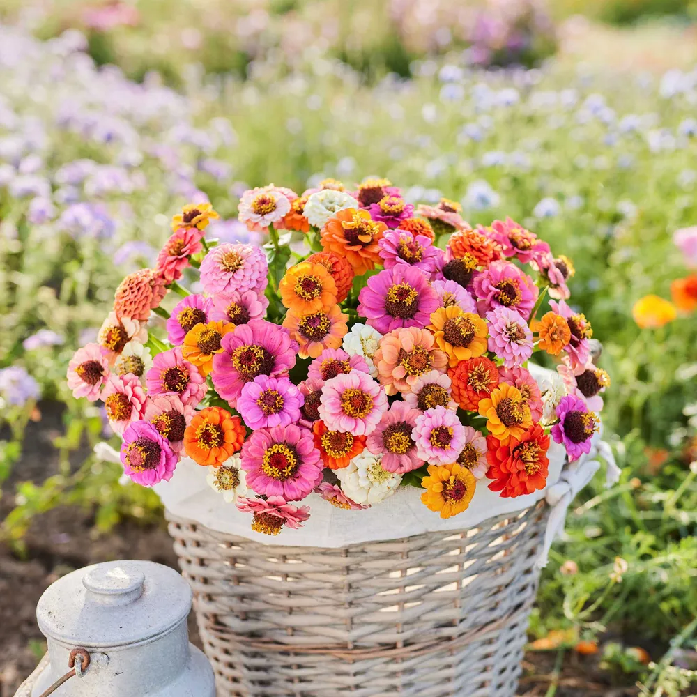 VEGSOW Zinnia Seeds (Dwarf) - Button Box Mix