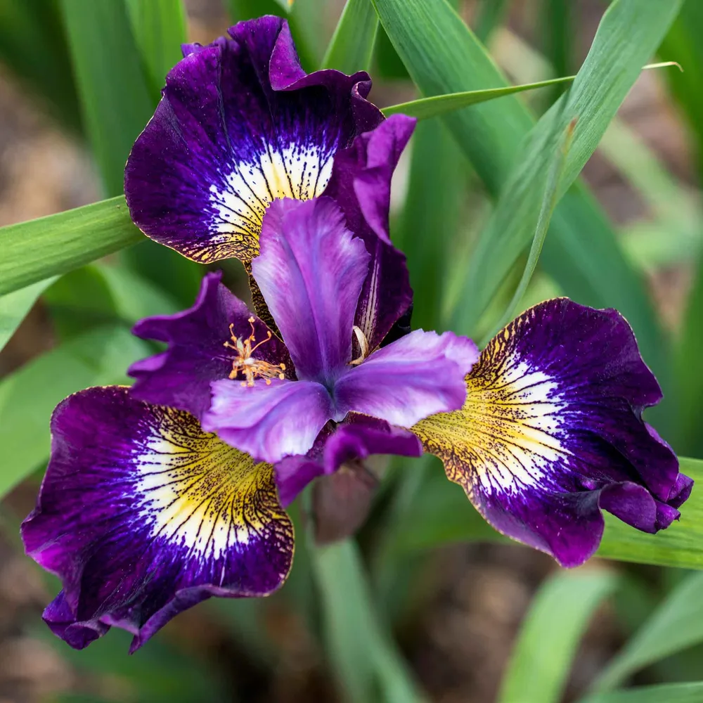 VEGSOW Siberian Iris Roots - Contrast In Styles - Perennial Flower Bulbs