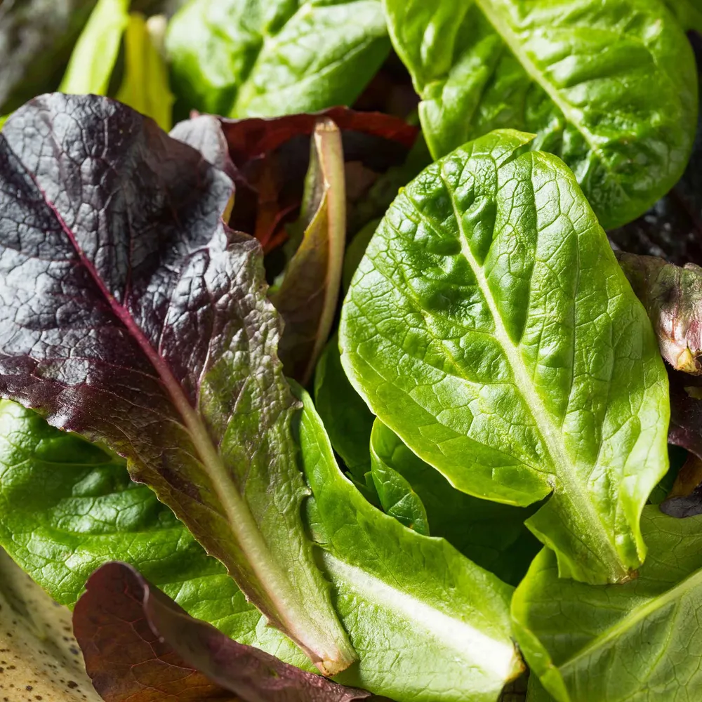 VEGSOW Tricolor Romaine Lettuce Seeds - Heirloom Salad Greens Mix