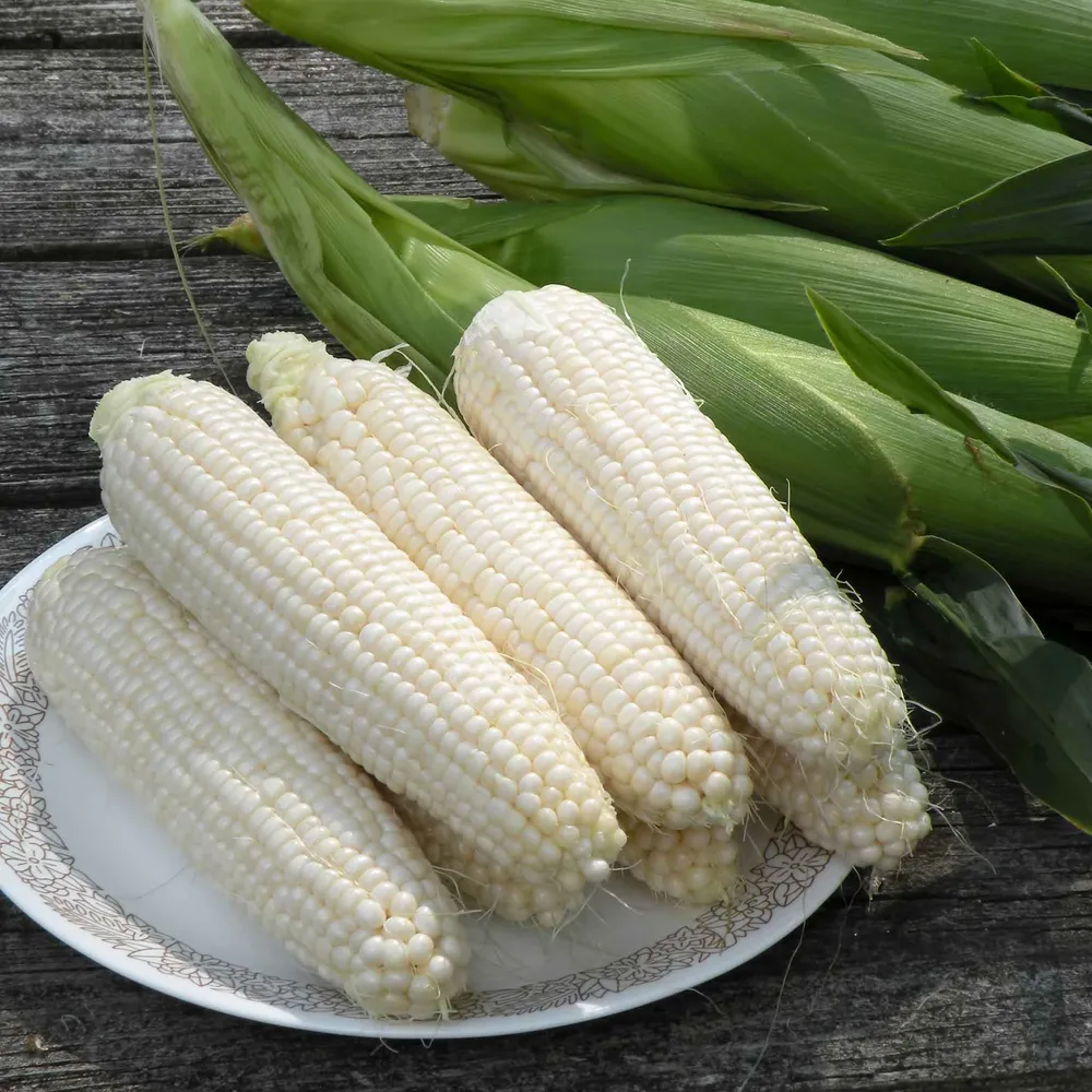 VEGSOW Silver Queen Corn Seeds - Heirloom White Sweet Corn for Home Gardens