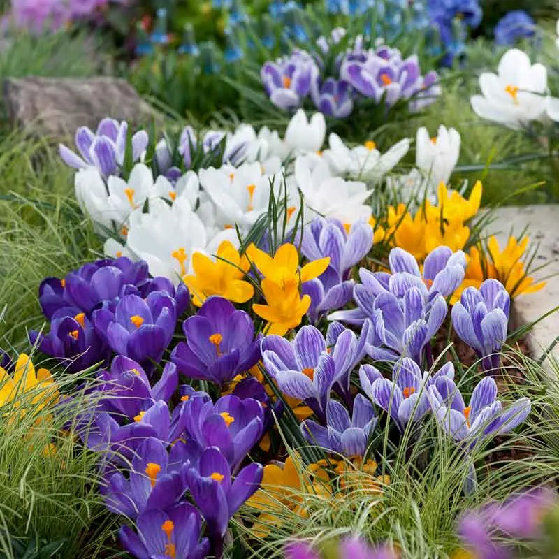 VEGSOW Crocus Bulbs - Large Flowering Mix