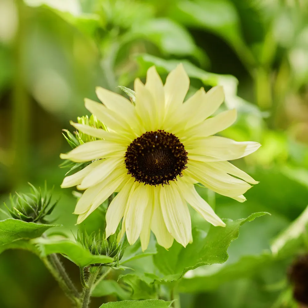 VEGSOW Ice Cream Sunflower Seeds - Heirloom Variety for Garden Planting