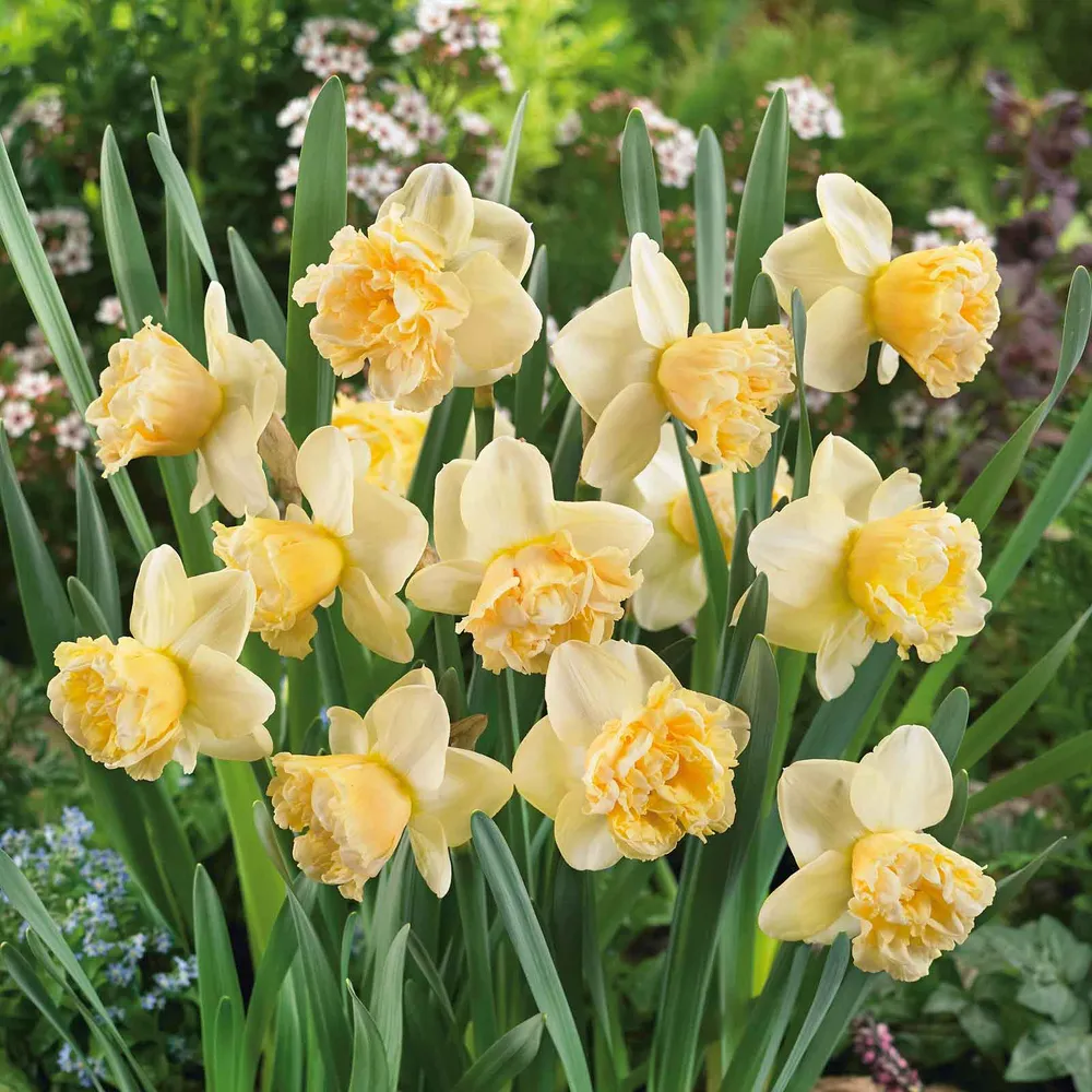 VEGSOW Daffodil Bulbs - Art Design