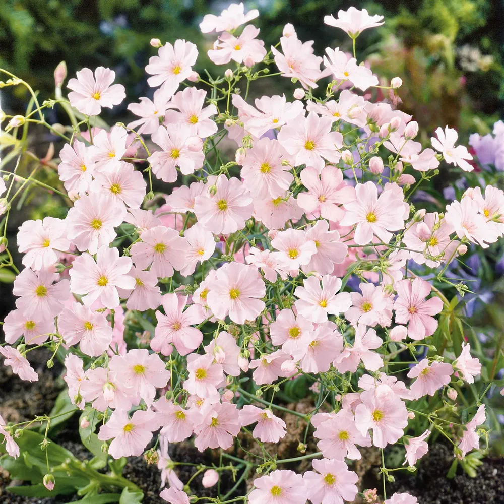 VEGSOW Pink Babys Breath Seeds (Annual Gypsophila Elegans)