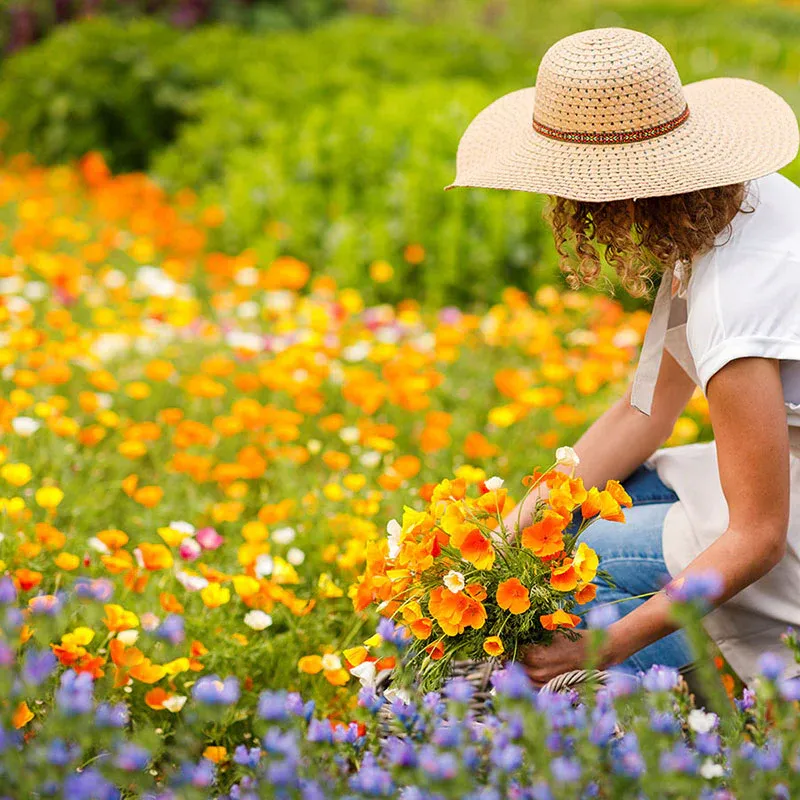 VEGSOW California Dreaming - California Poppy Flower Seed Mix
