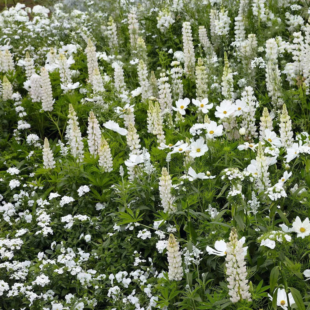VEGSOW Russell Lupine Seeds - Noble Maiden