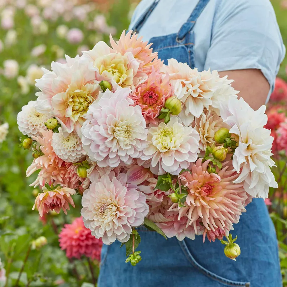 VEGSOW Dahlia Tubers - Sweet Dreams Mix, Perennial Flower Root Stock