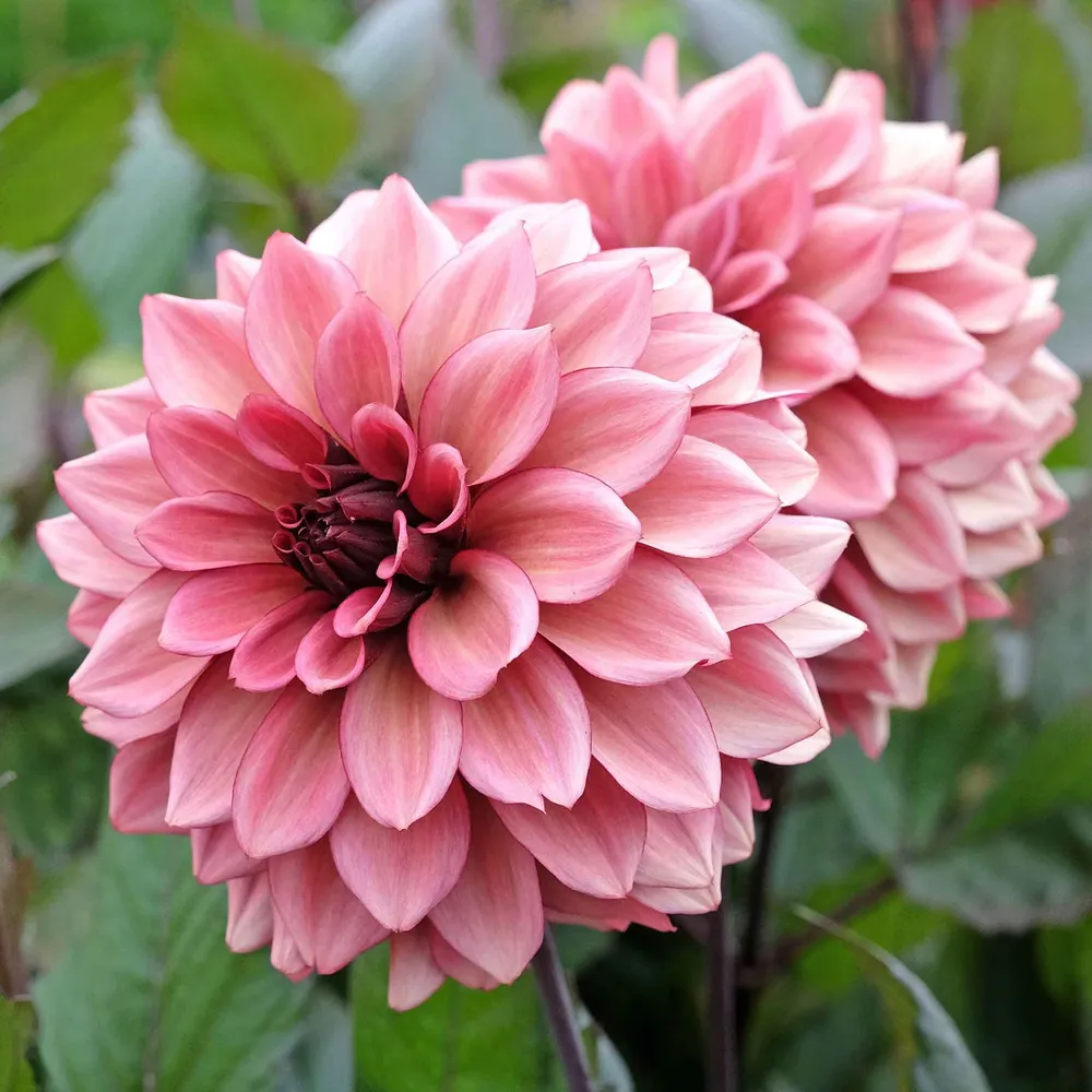 VEGSOW Decorative Dahlia Tubers - Night Silence Variety