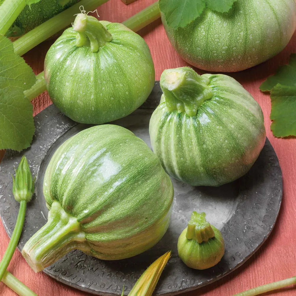 VEGSOW Squash Seeds (Summer) - Ronde De Nice