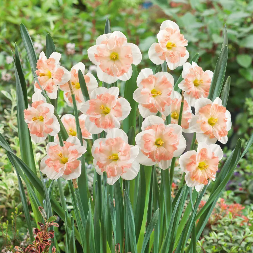 Pink Wonder Daffodil Bulbs - Spring Flowering Perennial Garden Bulbs