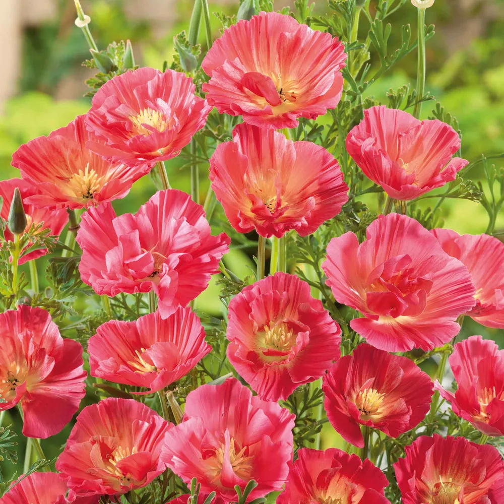 VEGSOW California Poppy Seeds - Thai Silk Rose