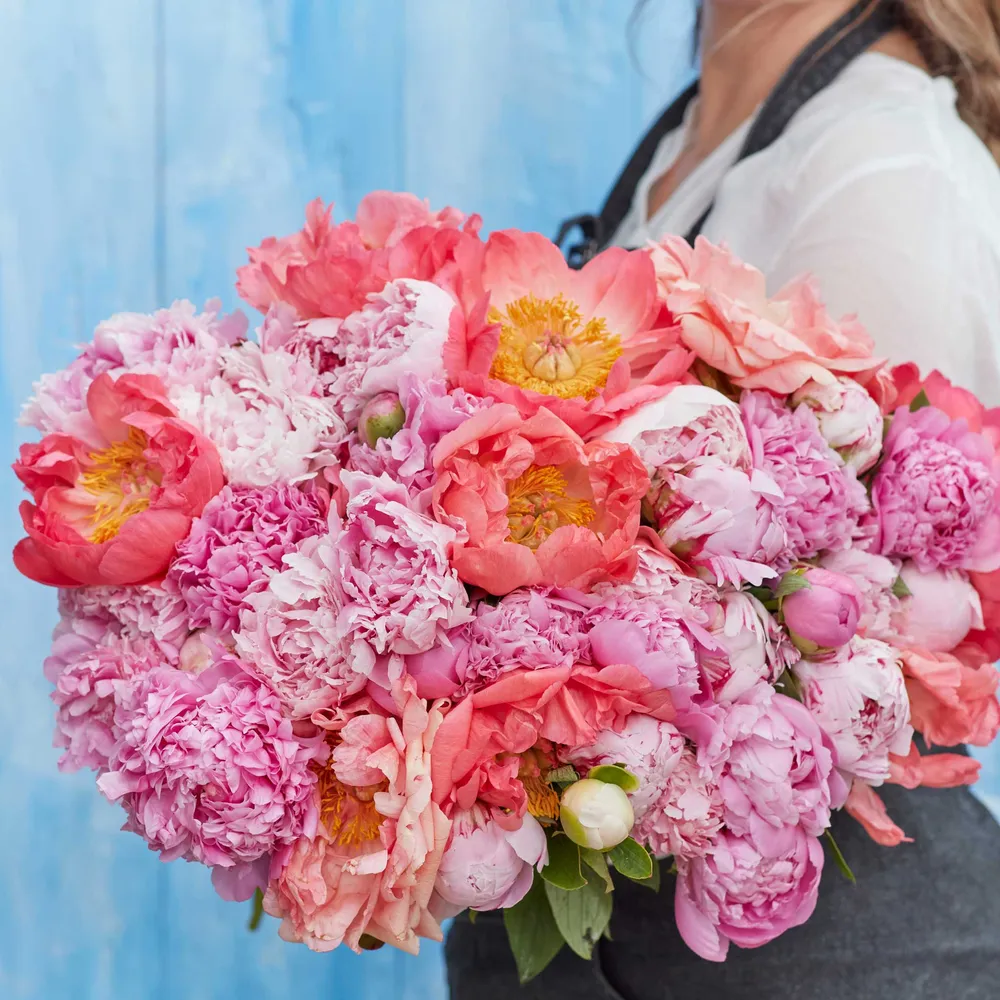 Peony Roots - Pastel Mix Perennial Flower Bulbs