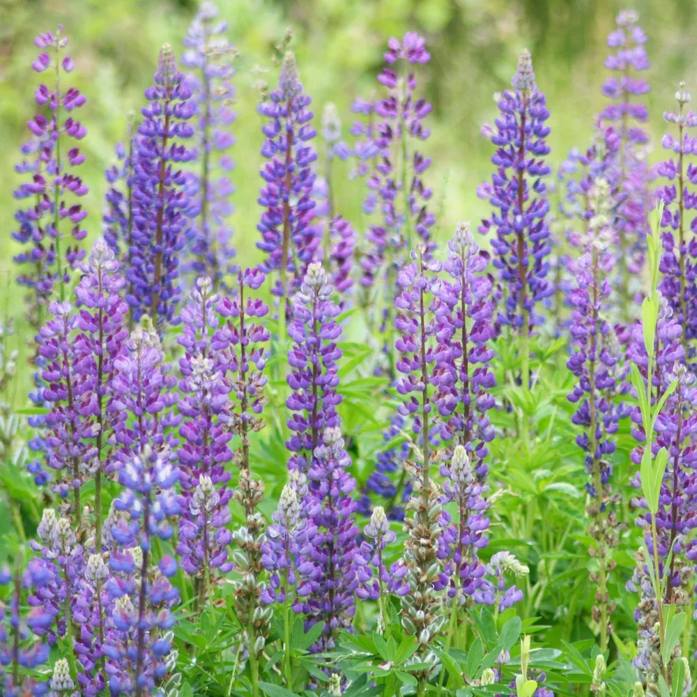 VEGSOW Wild Perennial Lupine Seeds (Lupinus perennis) for Native Pollinator Gardens