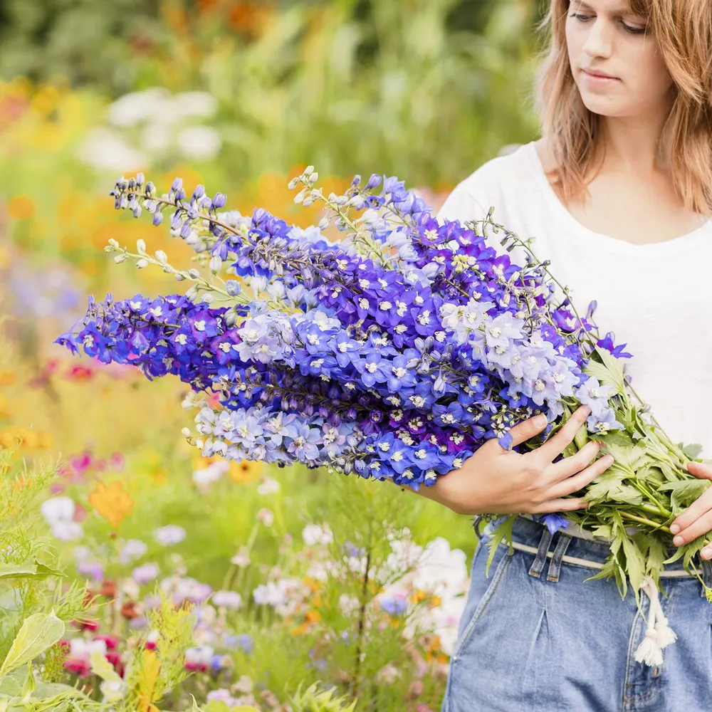 VEGSOW Delphinium Seeds - Pacific Mix