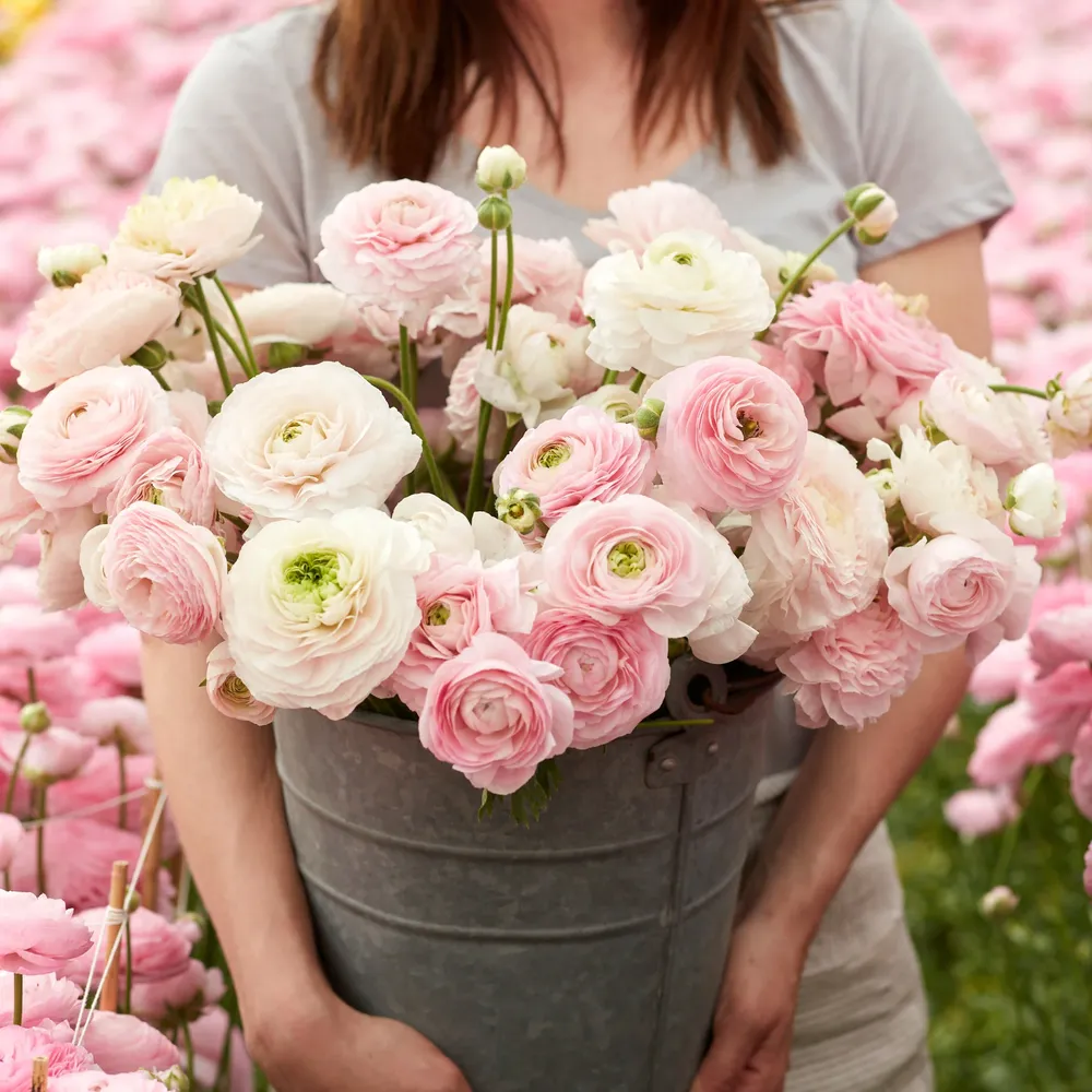 VEGSOW Ranunculus Bulbs - Chamallow