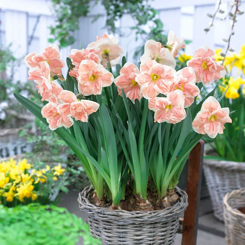 VEGSOW Butterfly Daffodil Bulbs - Apricot Whirl