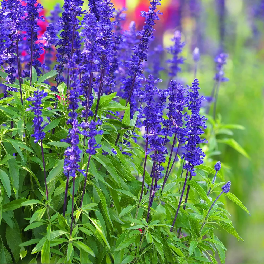 VEGSOW Blue Sage Seeds for Sprouting and Microgreens