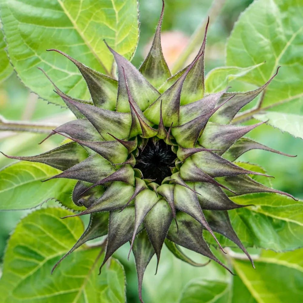 VEGSOW SunFill Purple Sunflower Seeds - Heirloom Flower Seeds for Garden
