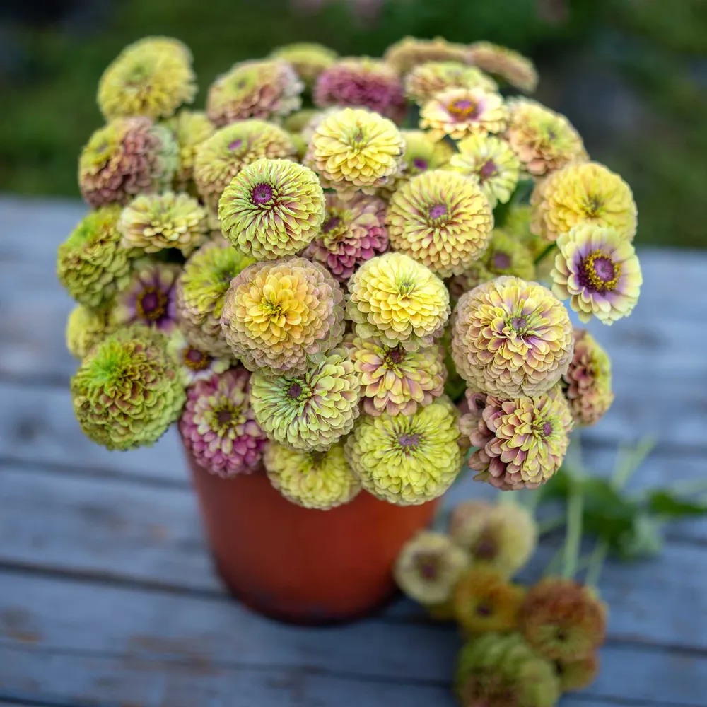 VEGSOW Queeny Lime Blush Zinnia Seeds - Annual Heirloom Flower Seeds