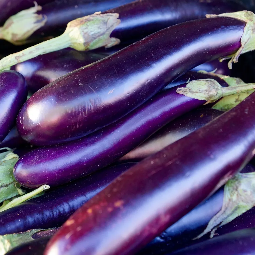 VEGSOW Long Purple Eggplant Seeds - Heirloom Vegetable Seeds for Home Gardening