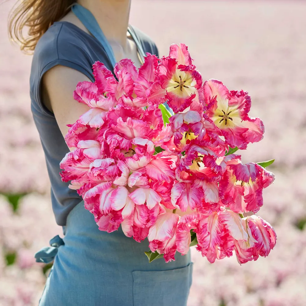 VEGSOW Silver Parrot Tulip Bulbs - Exotic Ruffled Petal Flower Bulbs