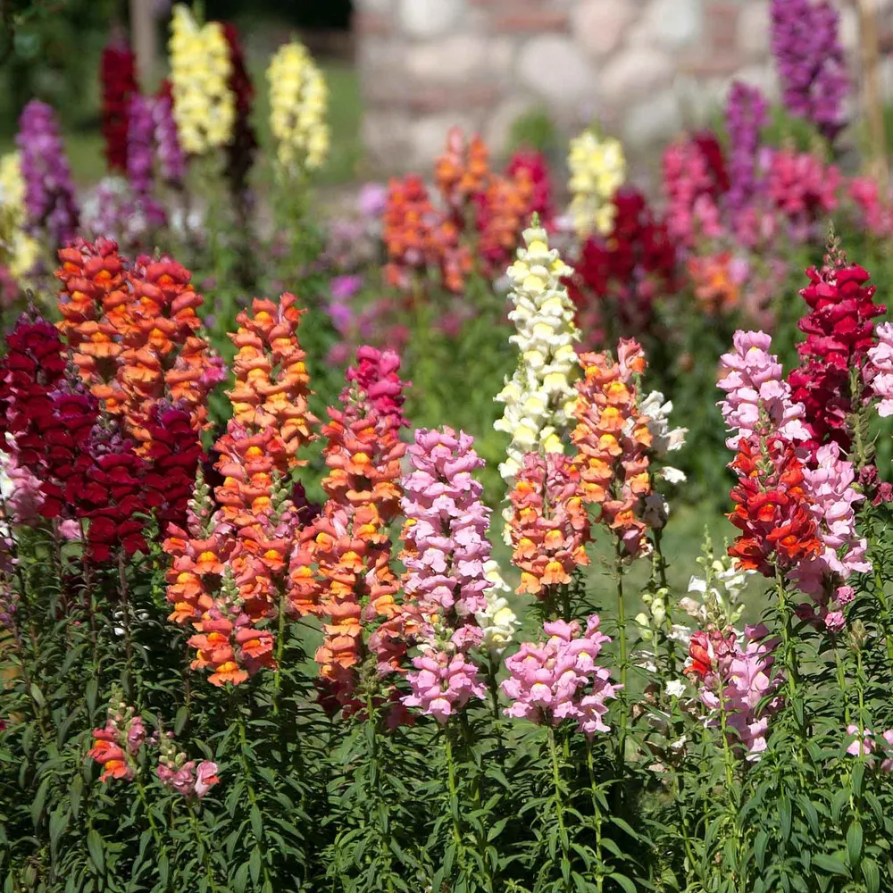 VEGSOW Snapdragon Seeds - Tetra Mix (Antirrhinum Majus)