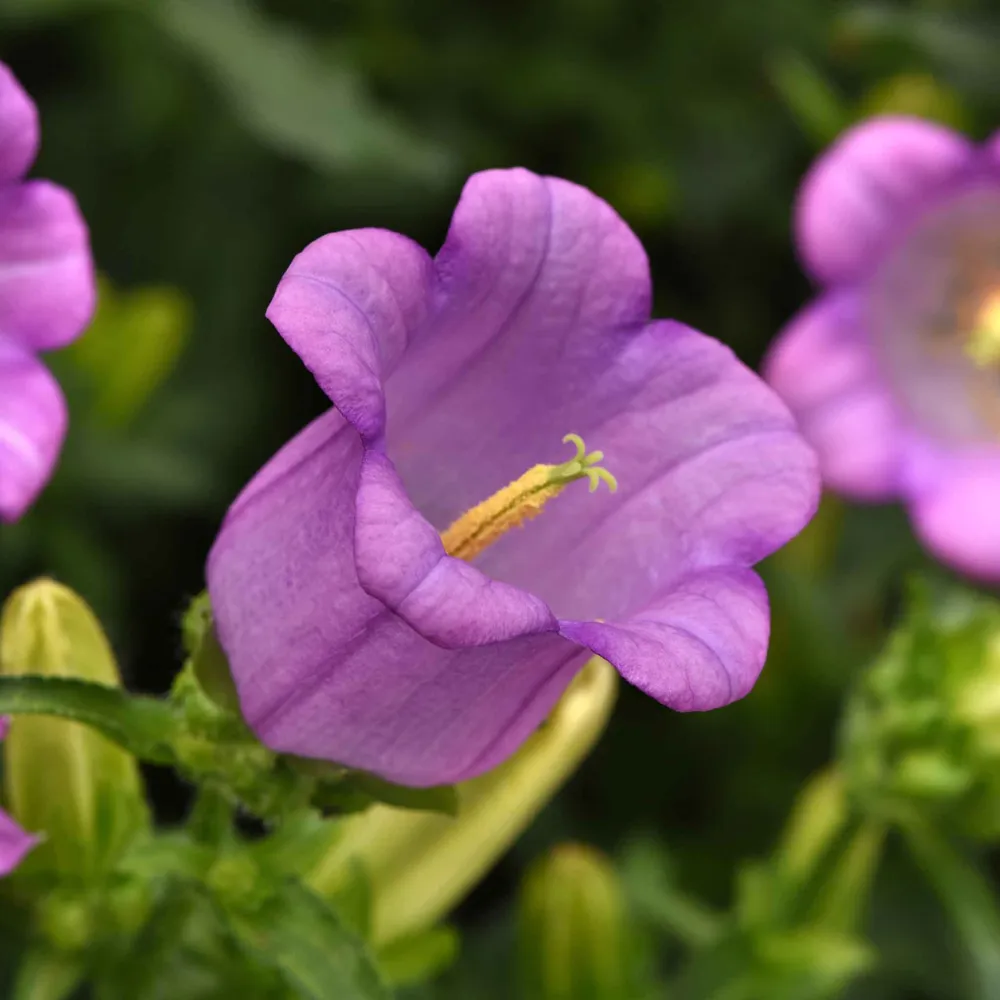 VEGSOW Canterbury Bells Seeds - Campana Lilac