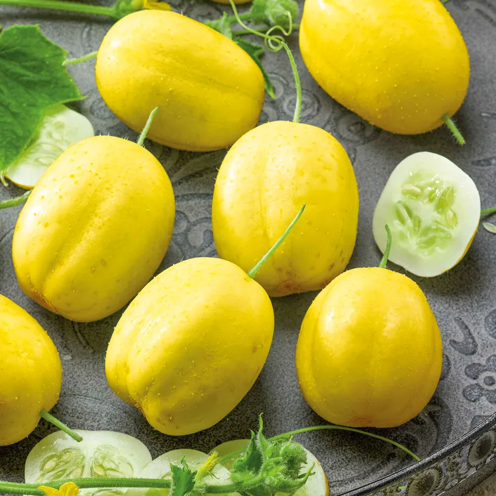 VEGSOW Lemon Cucumber Seeds - Heirloom Vegetable Seeds for Home Gardening