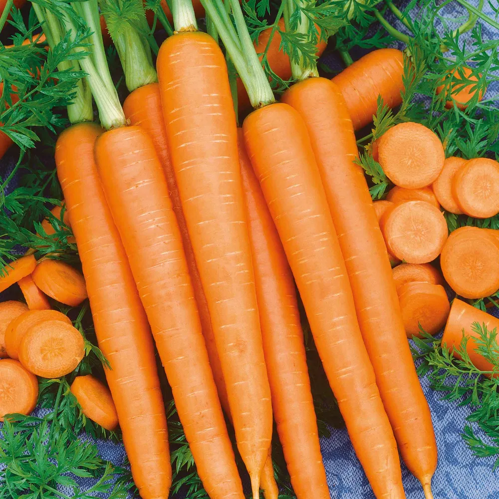 VEGSOW Imperator 58 Carrot Seeds for Home Vegetable Gardens