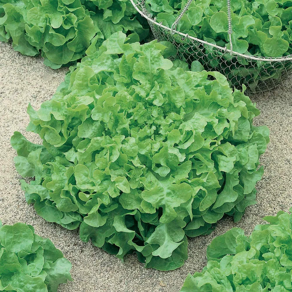 VEGSOW Organic Salad Bowl Green Lettuce Seeds - Heirloom Vegetable Seeds