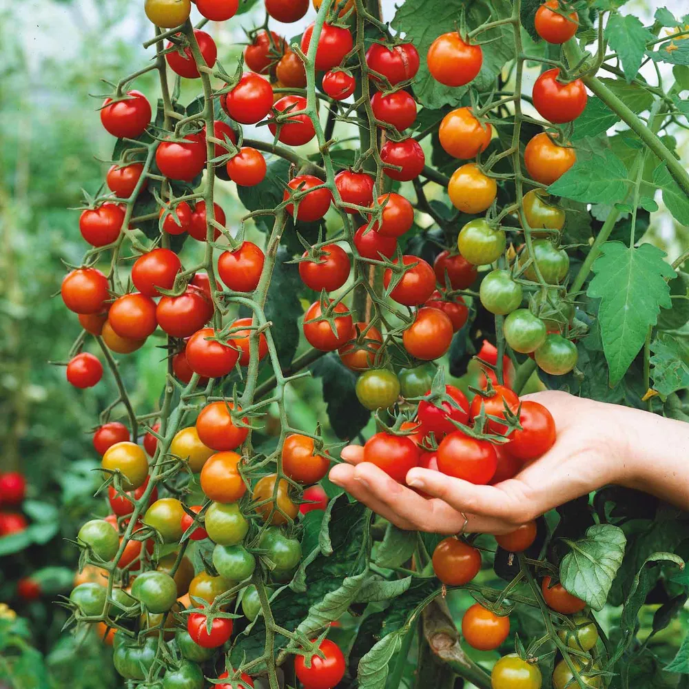 VEGSOW Supersweet 100 Tomato Seeds - High-Yield Cherry Tomato Variety