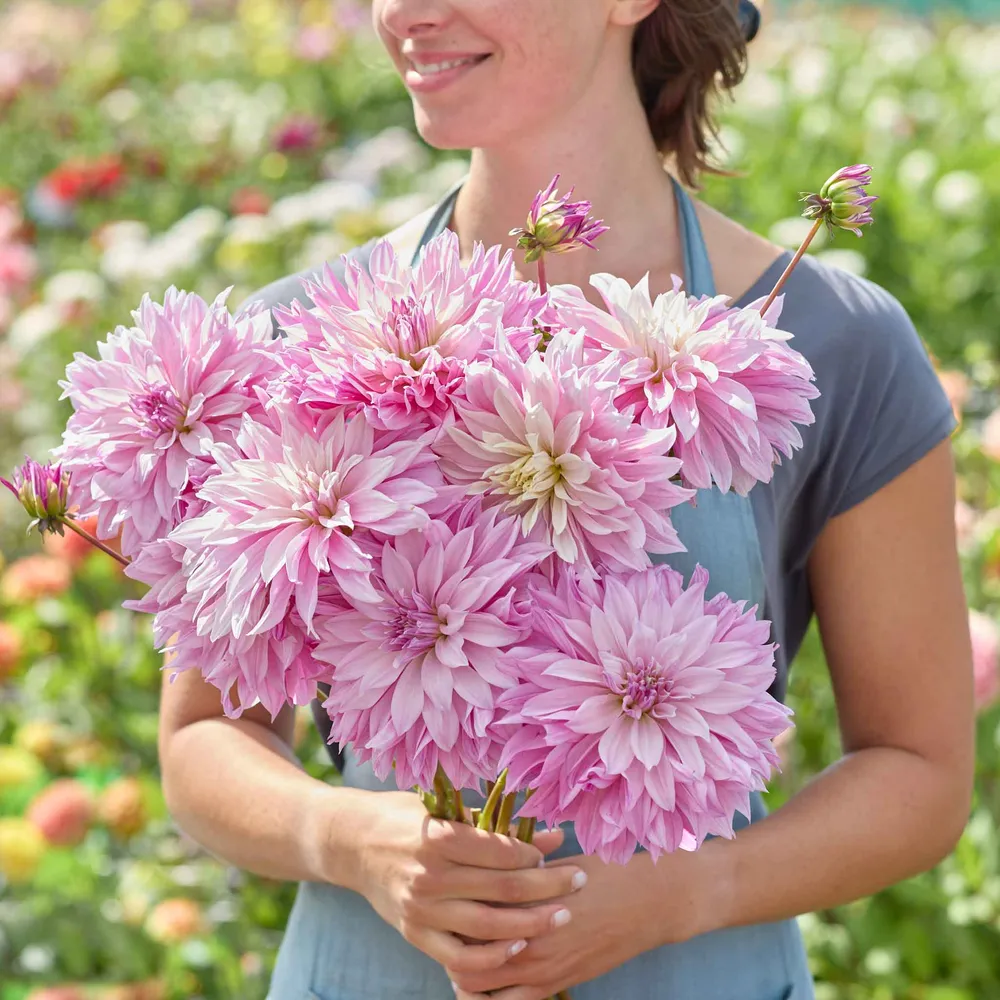 VEGSOW Labyrinth Twotone Decorative Dahlia Tubers