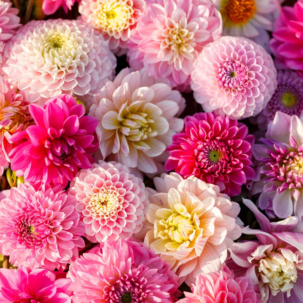 VEGSOW Dahlia Tubers (Ball & Decorative) - Shirley Mix