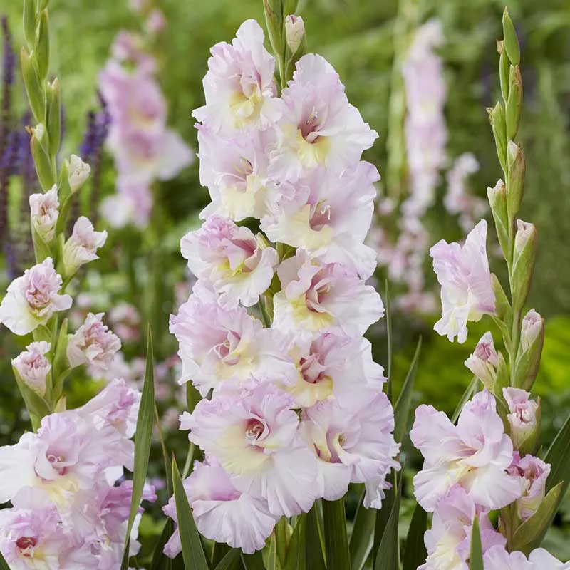 VEGSOW Magenta Princess Gladiolus Flower Bulbs - Vibrant Perennial Corms