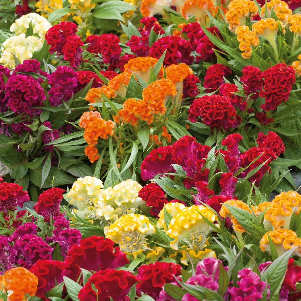VEGSOW Celosia Seeds - Cristata Dwarf Mix