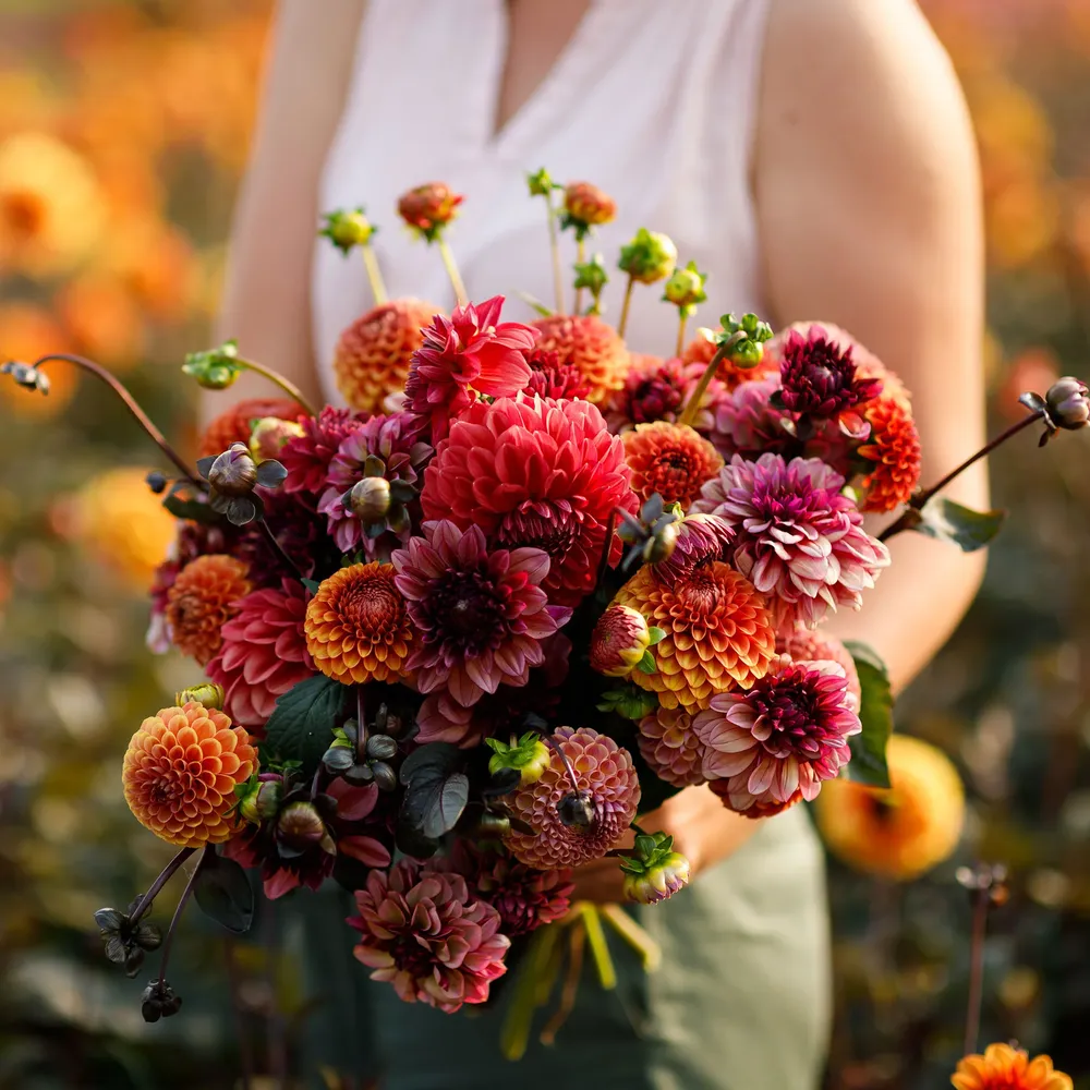 VEGSOW Dahlia Tubers (Ball & Decorative) - Old Rose Mix