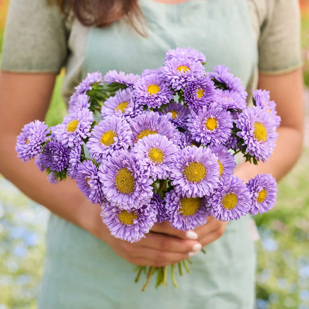 VEGSOW Matsumoto Light Blue China Aster Seeds