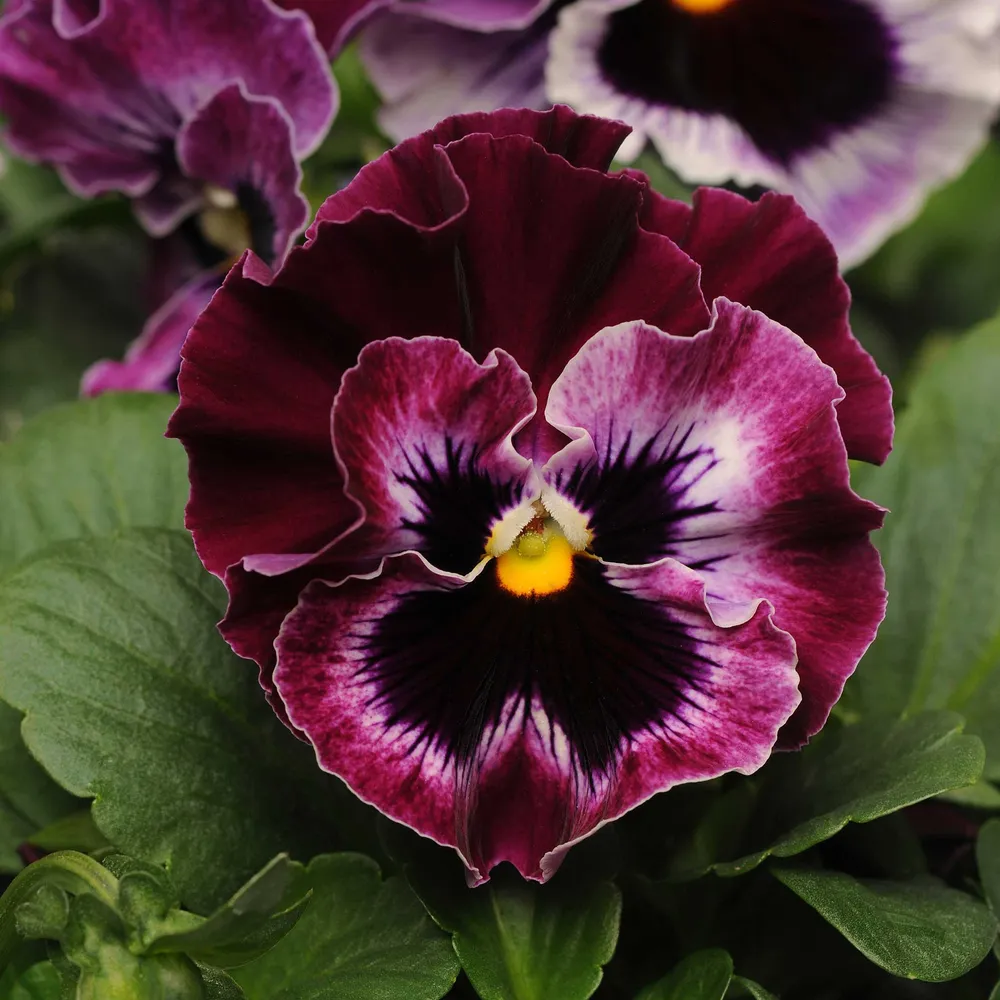 VEGSOW Frizzle Sizzle Raspberry Pansy Seeds - Ruffled Petal Variety