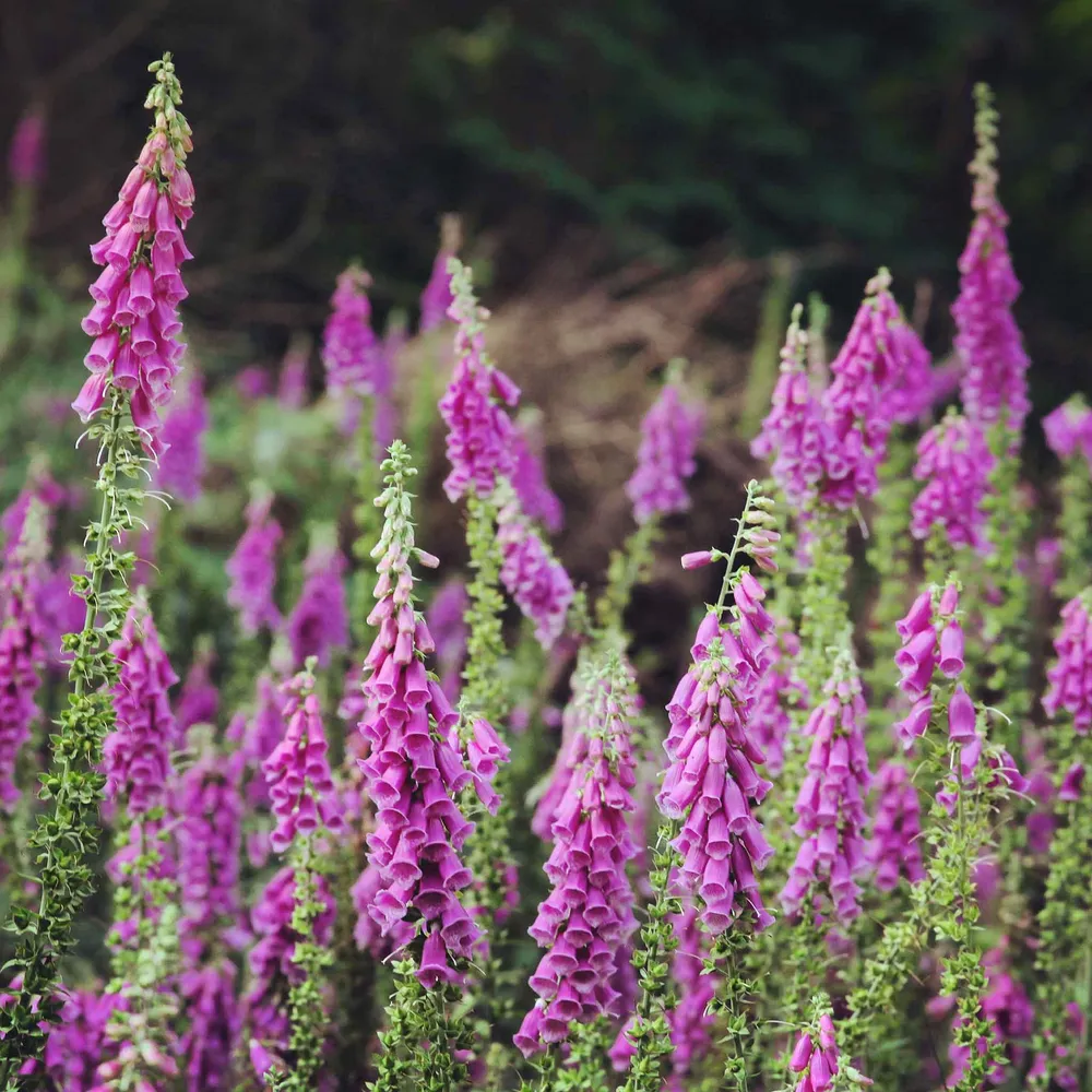 VEGSOW Purple Foxglove Seeds - Digitalis Purpurea Flower Seeds