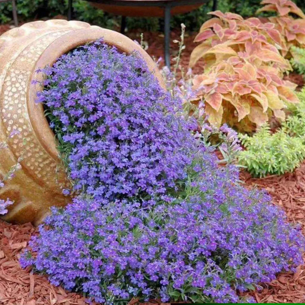 VEGSOW Lobelia Seeds - Blue Carpet Trailing Annual Flower Seeds