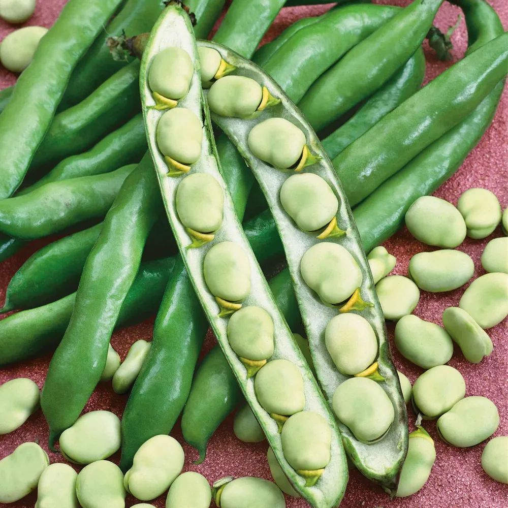 VEGSOW Organic Broad Windsor Bean Seeds - Heirloom Fava Bean Seeds