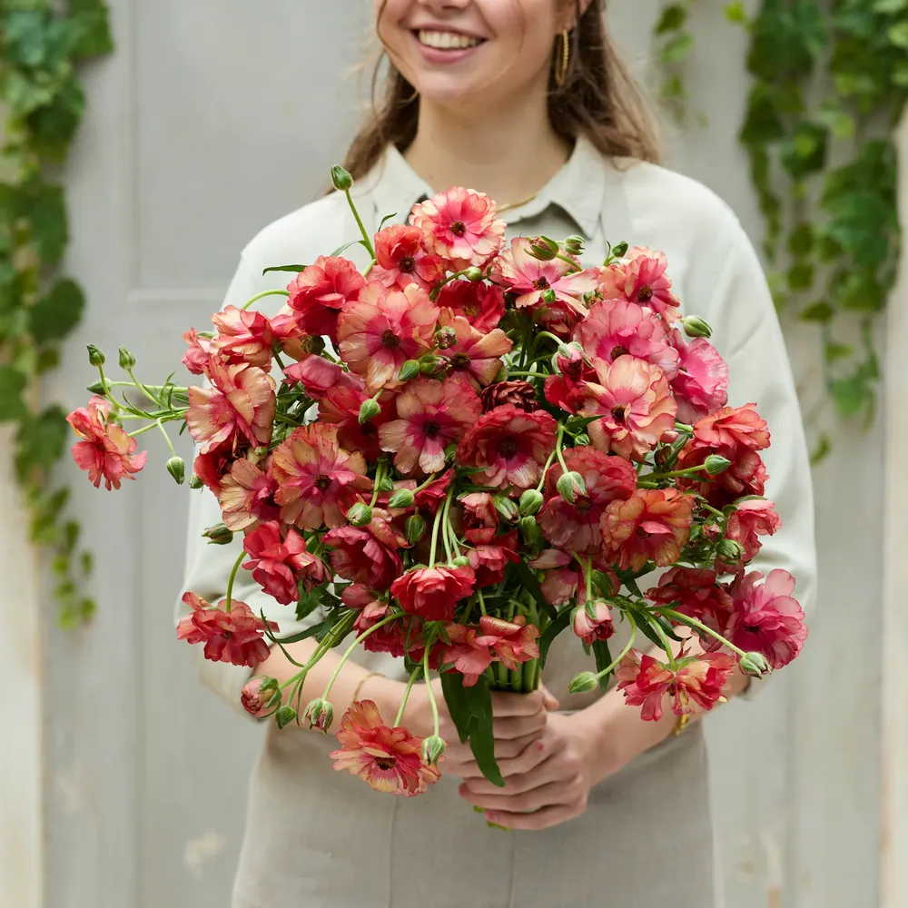 VEGSOW Butterfly Musa Ranunculus Bulbs - Premium Flower Corms for Garden Planting