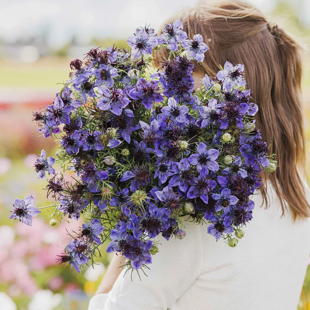 VEGSOW Love in a Mist Seeds - Midnight Nigella Damascena