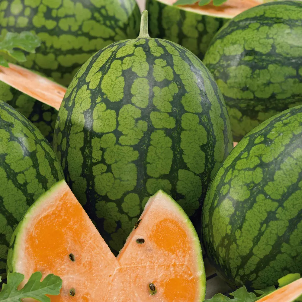 VEGSOW Tendersweet Orange Watermelon Seeds - Heirloom Garden Variety