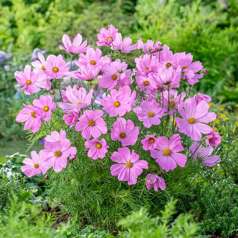 VEGSOW Dwarf Early Rose Cosmos Seeds - Compact Annual Flower Variety