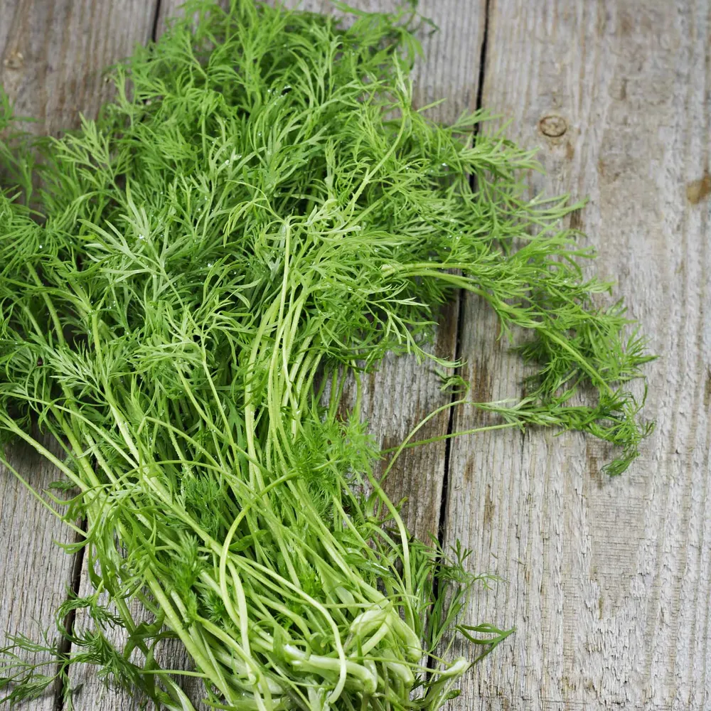 VEGSOW Organic Bouquet Dill Seeds - Heirloom Non-GMO Herb Seeds