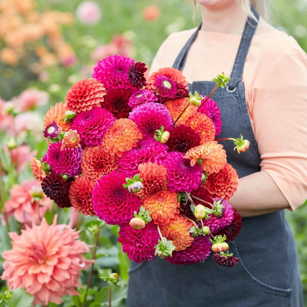 VEGSOW Dahlia Tubers - Sugar Puff Mix
